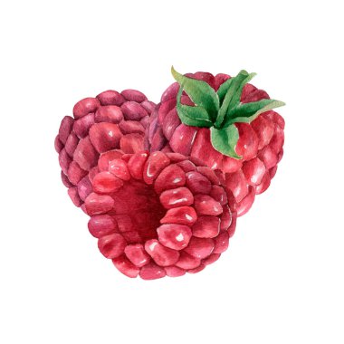 El çizimi suluboya ahududu kompozisyonu