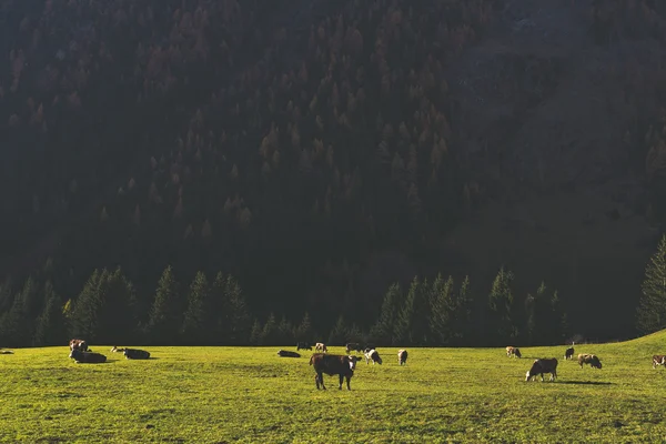 Doğu Tirol Güz. Avusturya.