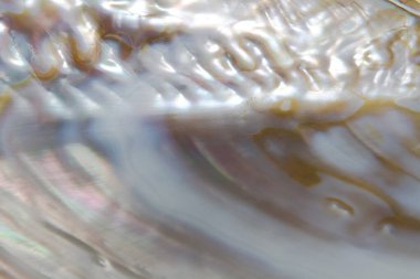 Doğal deniz kabuğu. Dalgalı arka plan. Renkli ışıldıyor.