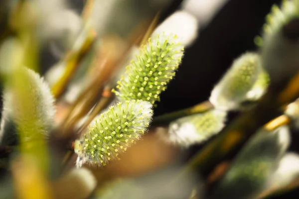 Ramas Sauce Cogollos Esponjosos Con Estambres Amarillos Fondo Primavera — Foto de Stock