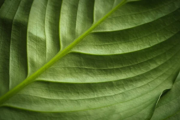 Zielone Tło Duży Liść Spathiphyllum Zbliżenie — Zdjęcie stockowe