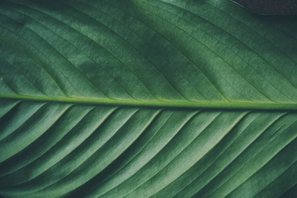 Groene Achtergrond Groot Blad Spathiphyllum Close — Stockfoto