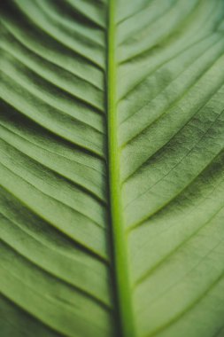 Yeşil arkaplan, büyük bir spathiphyllum yaprağı, kapat