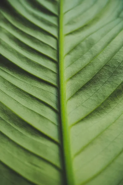 Grön Bakgrund Stora Blad Spathiphyllum Närbild — Stockfoto