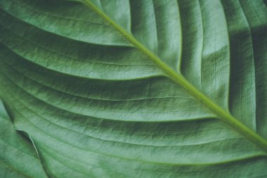 Yeşil arkaplan, büyük bir spathiphyllum yaprağı, kapat