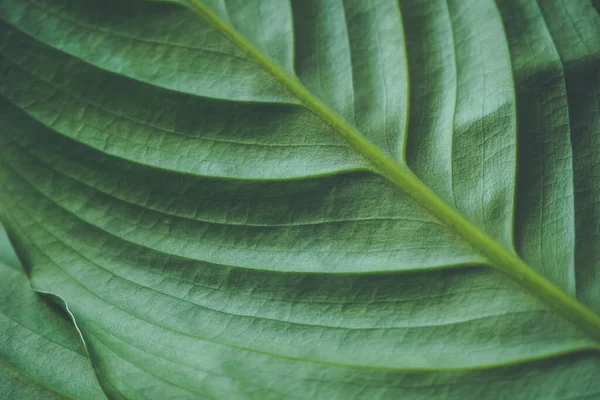 Grön Bakgrund Stora Blad Spathiphyllum Närbild — Stockfoto