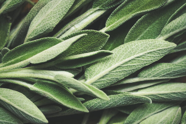 Fresh green sage leaves on table, food background