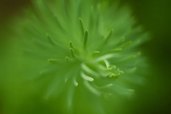 Groene plant close-up abstracte achtergrond — Stockfoto