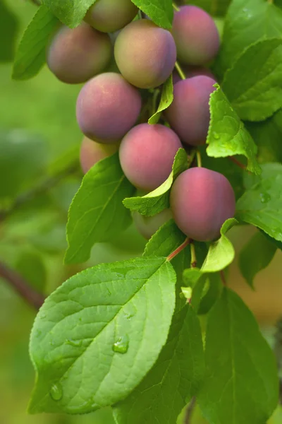 Plums on a brunch — Stock Photo, Image
