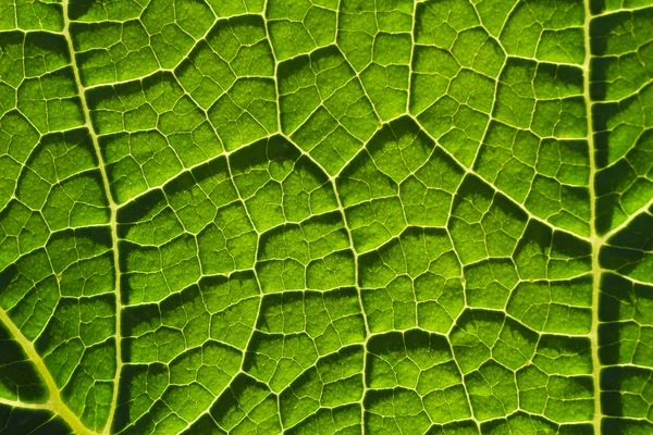 Grönt blad fibrer närbild bakgrund — Stockfoto