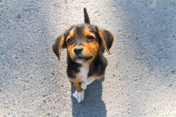 Terk edilmiş lonley köpek yavrusu