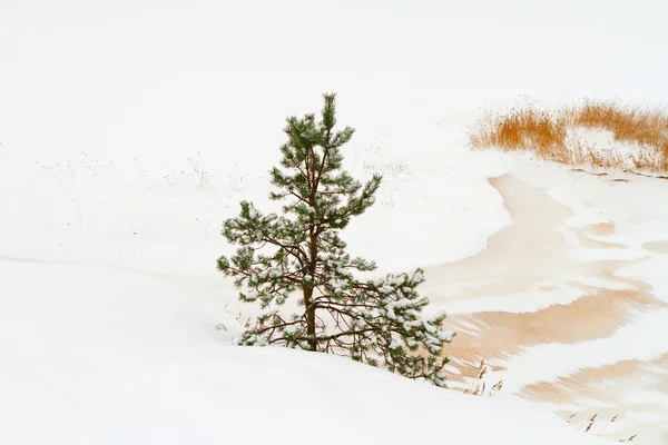 Lonely pine-tree — Stock Photo, Image