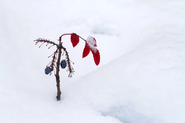 Cañón de uva en invierno — Foto de Stock