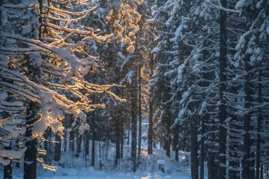 Akşam ormanında kış