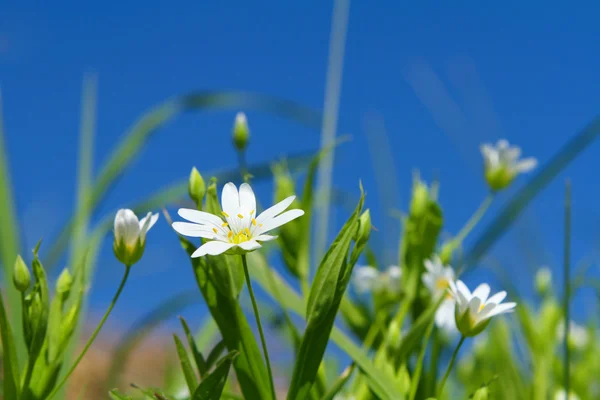 Bahar chickweed çiçekleri 
