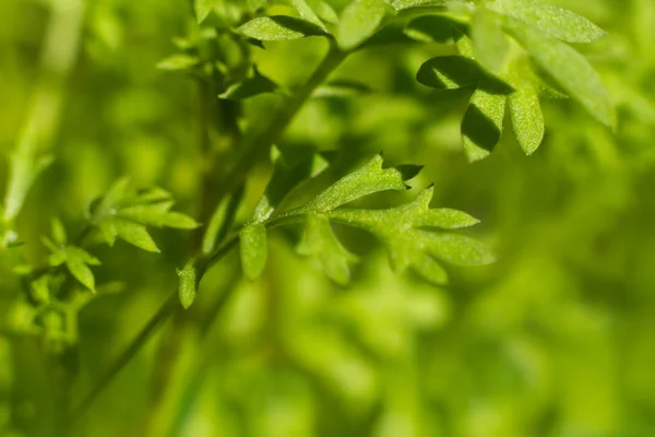 Jonge wortelen blad — Stockfoto