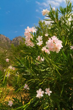 Ormangülü, rosebay Yunanistan