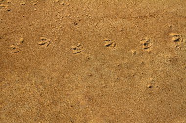 Martı ayak izi yolda bir kum