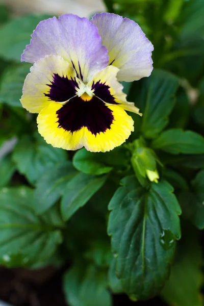 Garden violet Viola tricolor — Stock Photo, Image