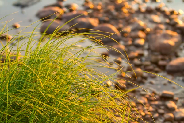 Herbe verte et pierres. carex près du rivage pierreux — Photo