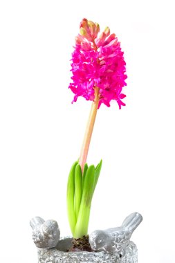 Pembe sümbül çiçeği