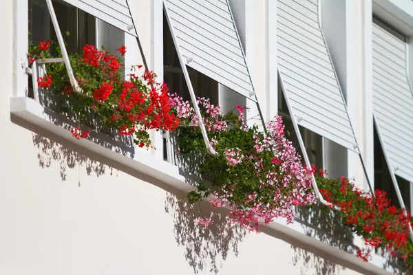 Ventanas con las tiendas de sol y geranio . — Foto de Stock