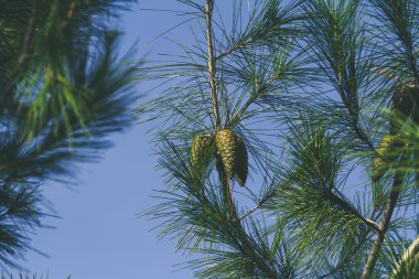 Çam ağacı yeşil koniler ile.