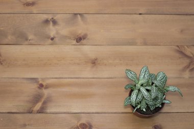 ahşap doku, arka plan