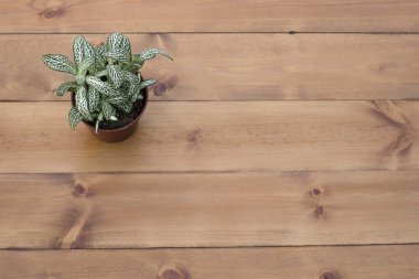 ahşap doku, arka plan