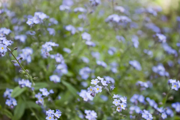 Весной Цветут Синие Забубенные Ноты — стоковое фото