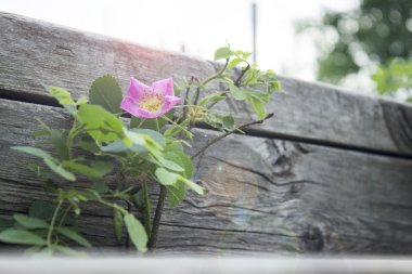 Kuşburnu Kurulları arasında büyür. Güneşin altında arka plan