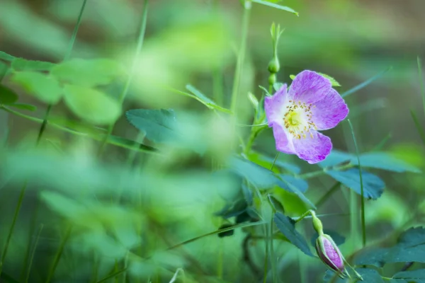 Rosa Selvatica Nel Giardino — Foto Stock