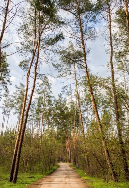 iğne yapraklı orman yoluna