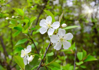 kiraz çiçekleri fışkın 