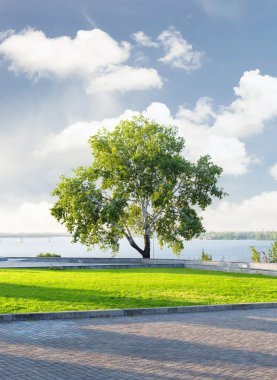 Yalnız güzel yeşil ağaç 