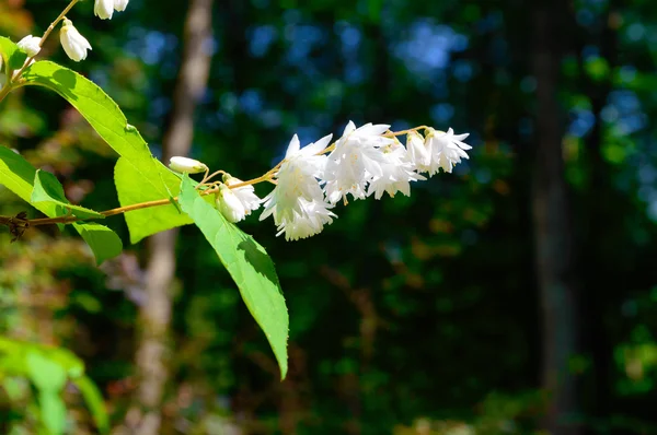 Rama de flores blancas —  Fotos de Stock