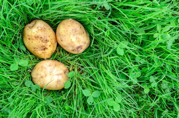 年轻新鲜的土豆，躺在草地上. — 图库照片
