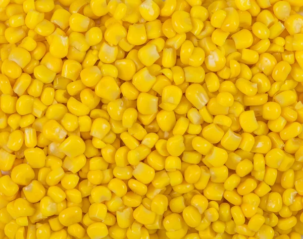 Frön gul majs — Stockfoto