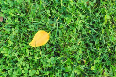 Sarı sonbahar yaprak yeşil çimenlerin üzerinde