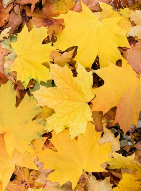 Yere akçaağaç sonbahar yaprakları