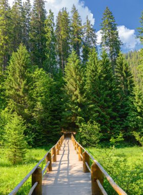 Ormandaki güzel köprü 