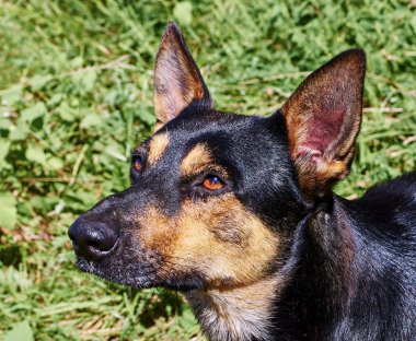 Dog Head'a yakın çekim