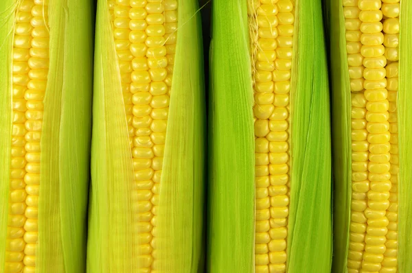 Verse rauwe maïs — Stockfoto
