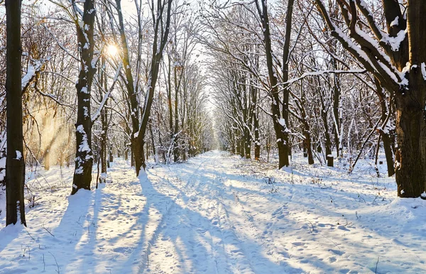 Kış ormanı karla kaplı