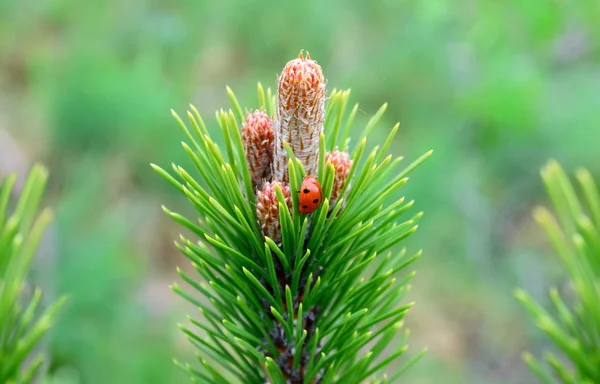 Insect ladybug on the branch — Stock Photo, Image