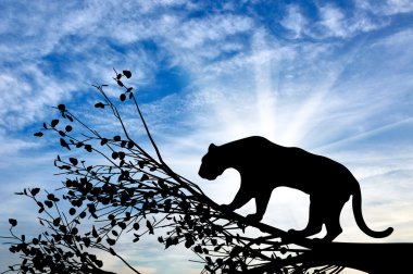 Jaguar hayvan ağaç üzerinde