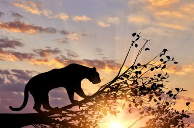 Jaguar hayvan bir ağaçtan