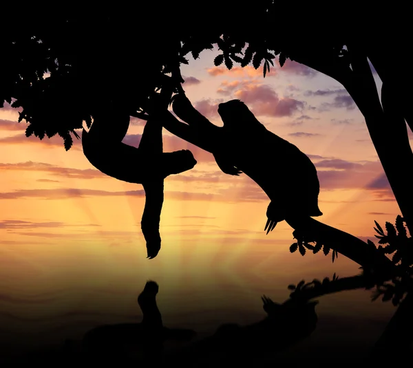 Par preguiças animais em uma árvore — Fotografia de Stock