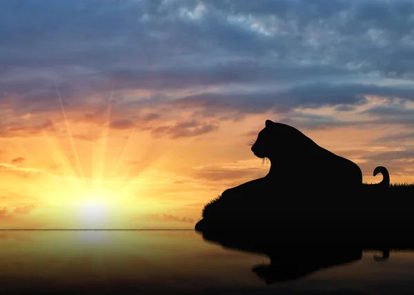 Giaguaro animale sta riposando vicino al fiume — Foto Stock