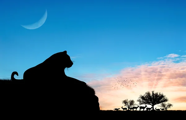 Jaguar animal está descansando en una colina — Foto de Stock